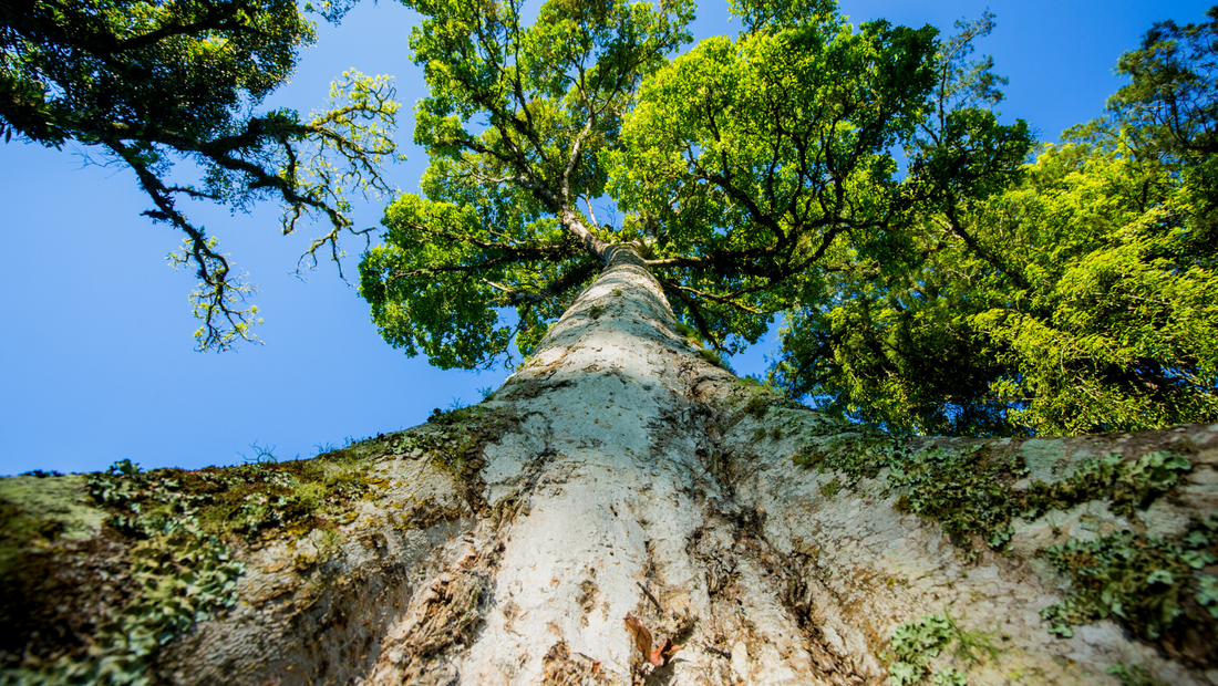 The view up, up, up the long length of the trunk of an old growth tree, into its green crown